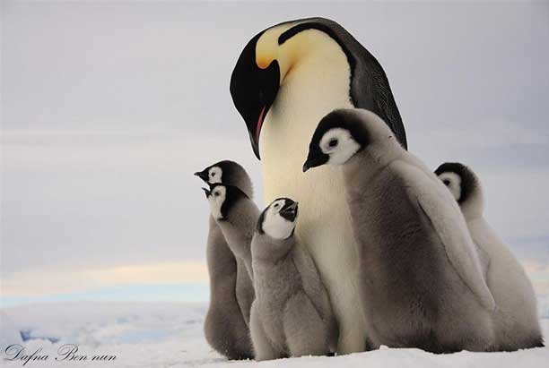 پنگوئن های امپراطور تمام سال در قطب جنوب می مانند - چه حیواناتی در قطب جنوب زندگی می کنند